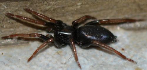 Trachyzelotes pedestris